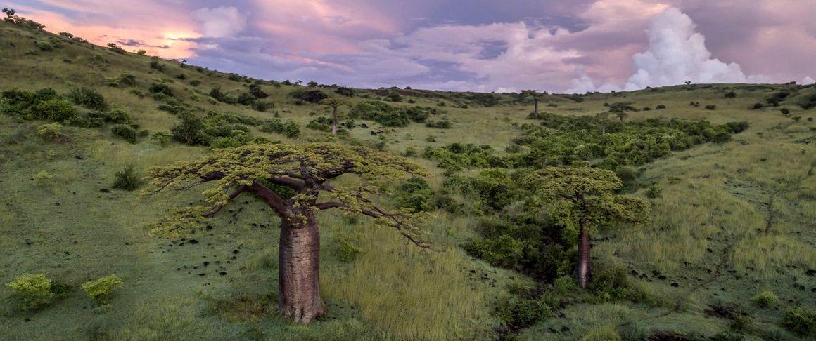 Population de baobabs Adansonia suarezensis au Nord de Madagascar. A cause de l'augmentation de la saisonnalité sous les tropiques, l'espèce pourrait disparaître de l'île d'ici 2100 © C. Cornu, Cirad